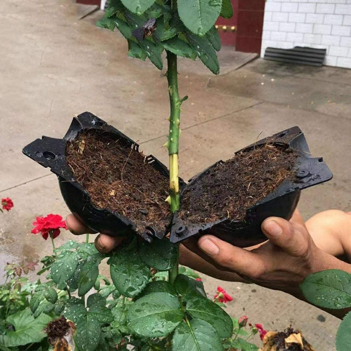 5PCS-Plant-High-Pressure-Propagation-Grafting-Box-Garden-Tree-High--Altitude-Pressure-Propagation-Ba-1729519