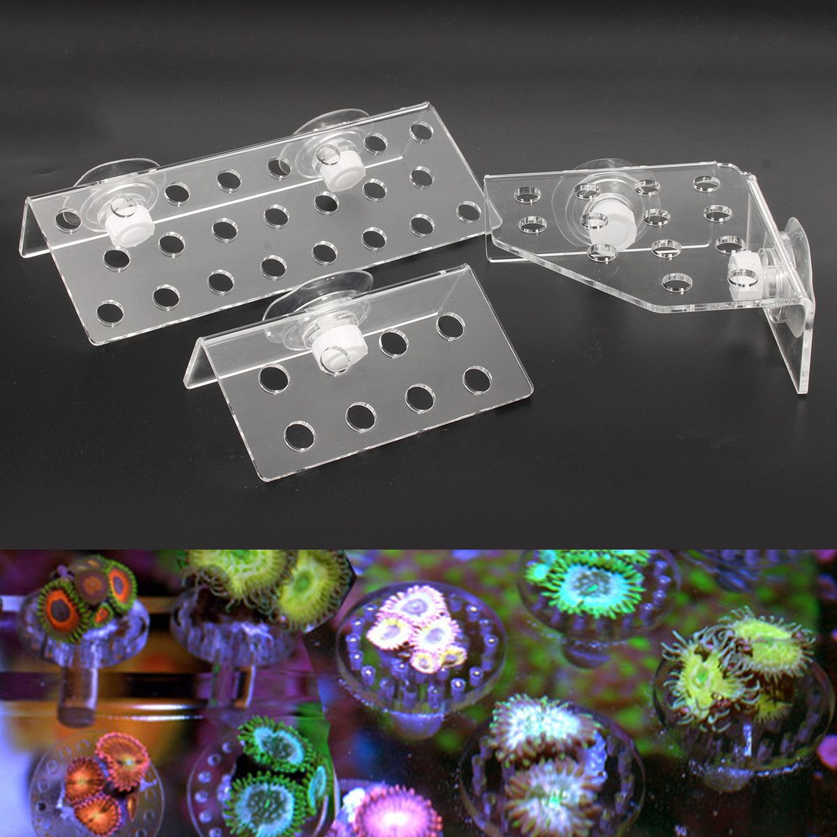 Acrylic-Aquarium-Coral-Frag-Plugs-Rack-Stand-Bracket-Holds-Live-Fish-Tank-Suction-Cup-1378420