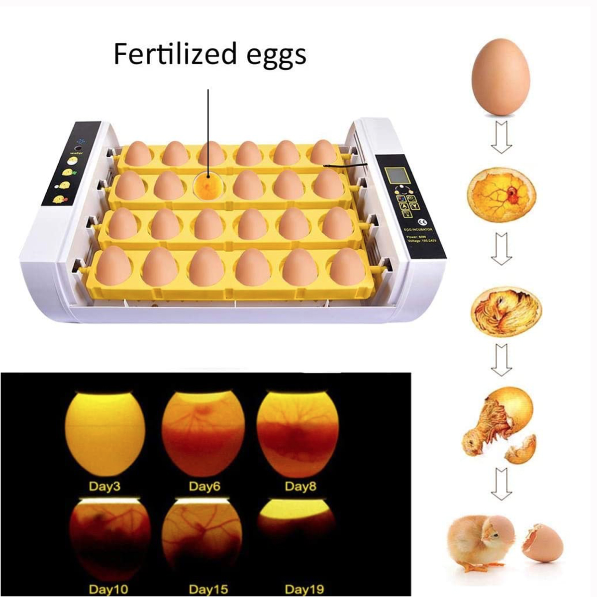 Home-Farm-Digital-24-Egg-Incubator-Automatic-Eggs-Hatcher-Temperature-Control-1762517